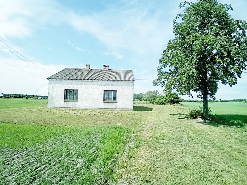 KORZEŃ KRÓLEWSKI 2 (gm. Łąck)