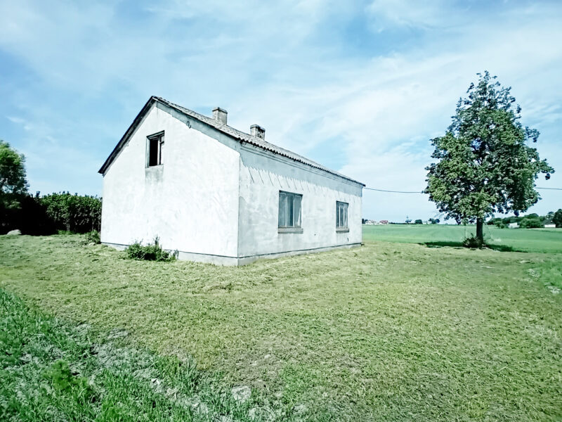 KORZEŃ KRÓLEWSKI 2 (gm. Łąck)