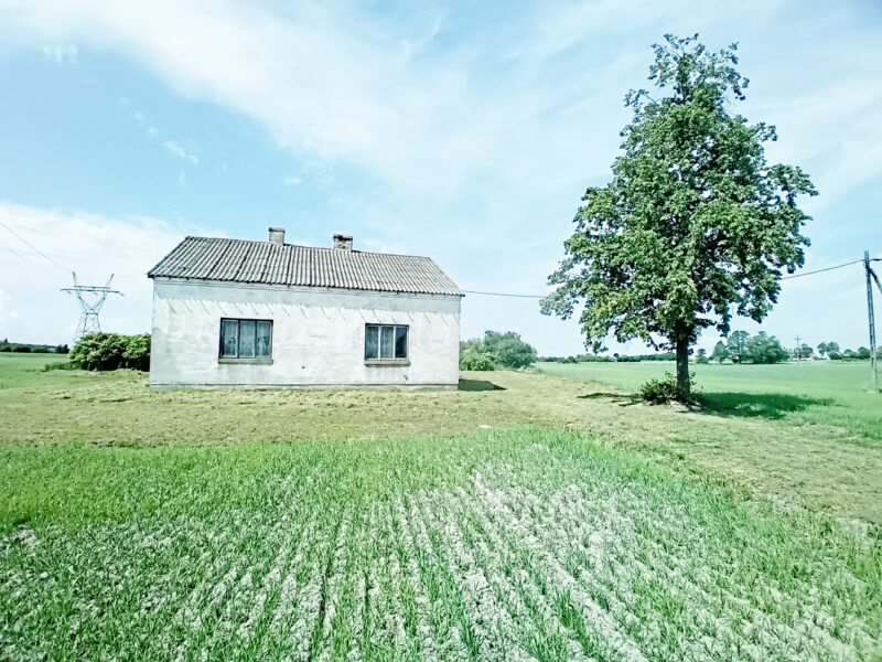 KORZEŃ KRÓLEWSKI 2 (gm. Łąck)