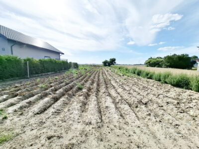 BRONOWO KMIECE (gm. Stara Biała)